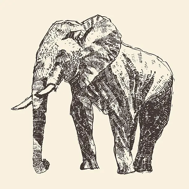 Vector illustration of Elephant engraving illustration hand drawn sketch