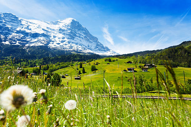 istock Blooming flowers with beautiful Swiss landscape 492498115