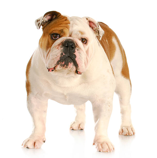 istock english bulldog 492498127