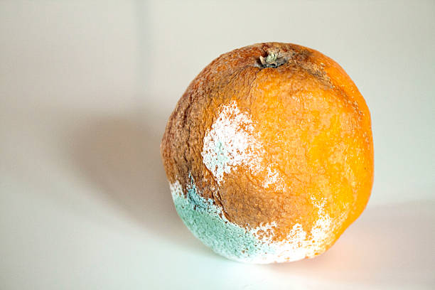 istock Rotten orange on gray background 492498293