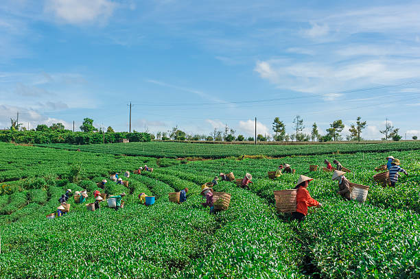 femme rencontre feuille de thé sur le terrain - tea crop plantation tea leaves farmer photos et images de collection