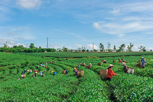 mulher encontro das folhas de chá no campo - tea crop farmer tea leaves plantation - fotografias e filmes do acervo