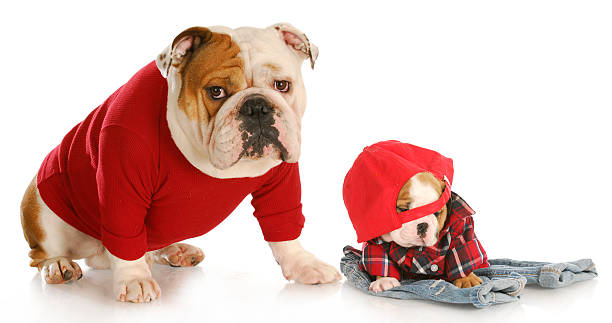 istock father and son dogs 492498577