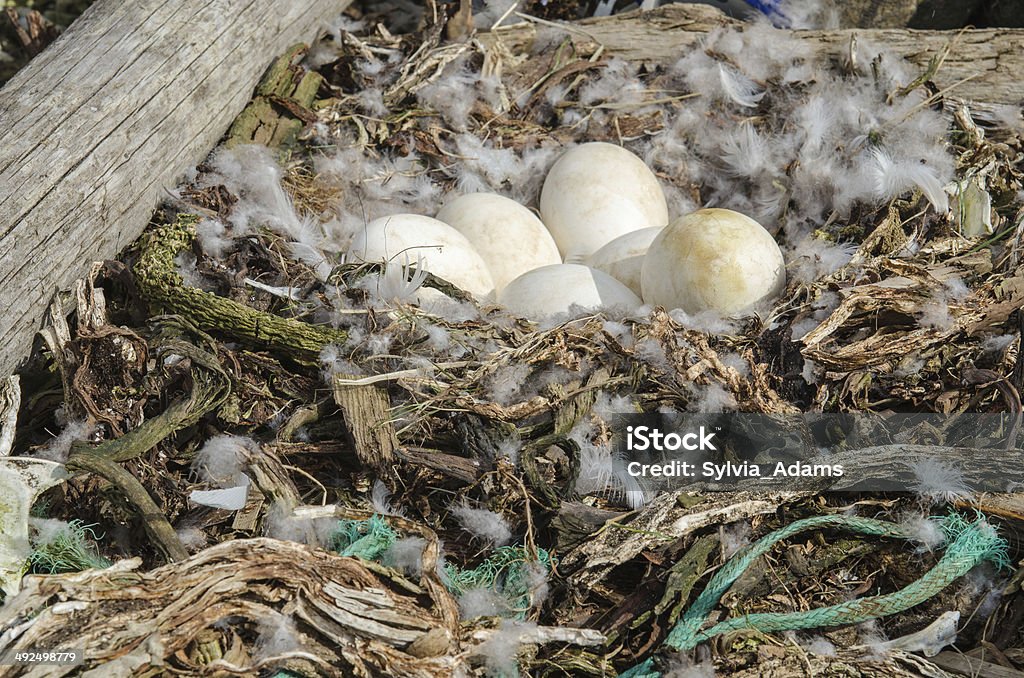 Verlassenen goose nest in Northeast Iceland - Lizenzfrei Ei Stock-Foto