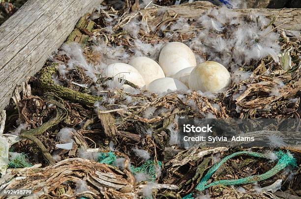 Verlassenen Goose Nest In Northeast Iceland Stockfoto und mehr Bilder von Ei - Ei, Island, Tierisches Ei