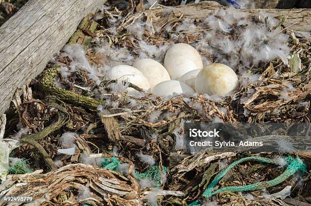 Abandonado Ánsar Nest Que Sencuentra En El Noreste De Islandia Foto de stock y más banco de imágenes de Huevo - Comida básica