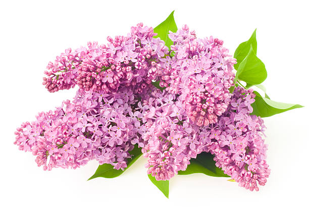 istock beautiful lilac flowers isolated on white 492498797