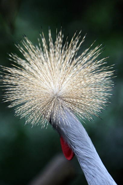 Asia, South East Asia, Singapore, Museum, Bird Park, Grey Crowned Crane, Crane A Grey Crowned Crane Sail in Bird Park in western Singapore in Southeast Asia.