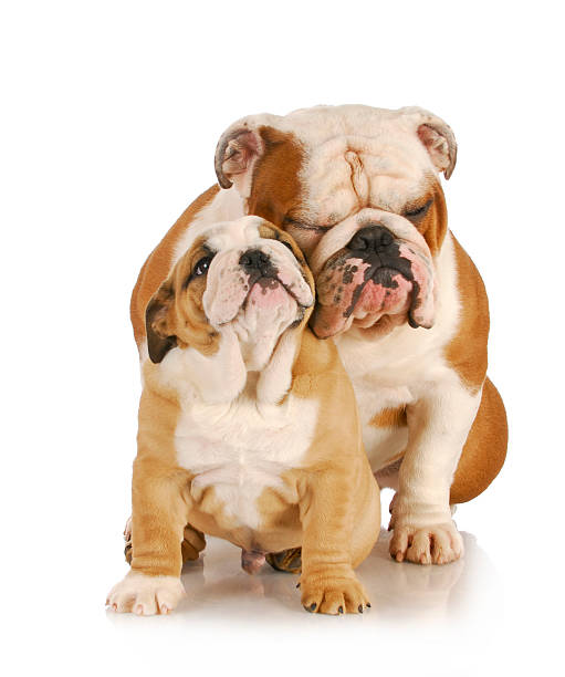istock father and son dogs 492498861