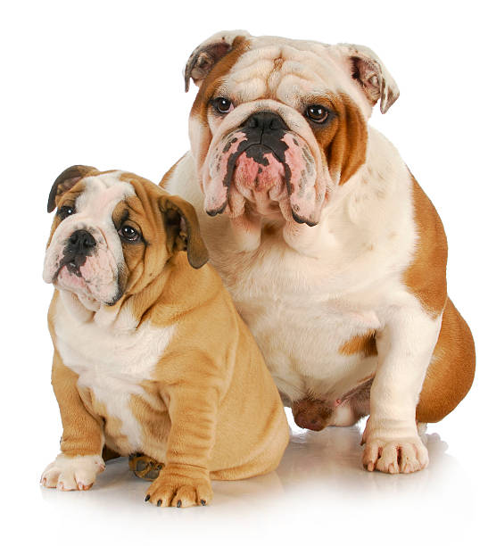 istock father and son dogs 492498865
