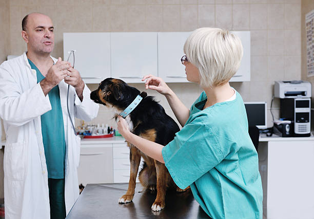 istock veterinarian and assistant in a small animal clinic 492498903
