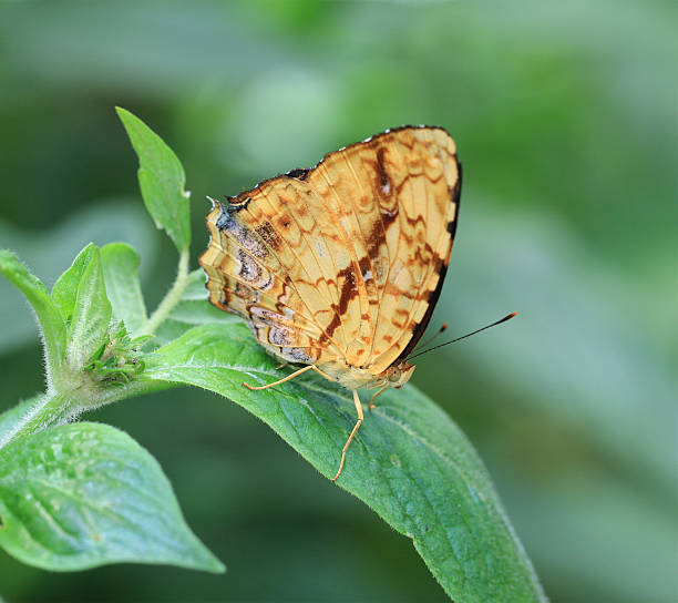 istock Butterfly on the green leaf 492499187
