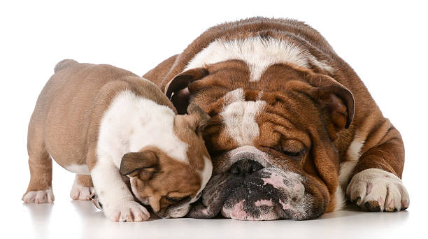 istock bulldog father and son 492499391
