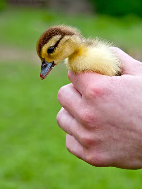 Photo of chicken in hands