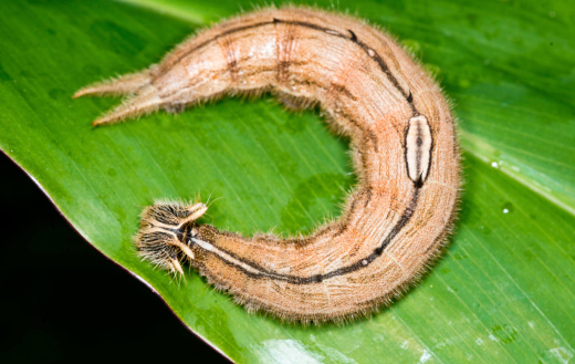 The caterpillar stage of the tropical Owl Butterfly