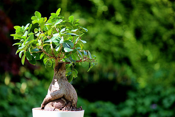Fig bonsai tree plant (ficus microcarpa ginseng), white flower pot Photo showing a tropical fig bonsai tree plant (Latin name: ficus microcarpa ginseng), growing in a deep white flower pot.  This indoor bonsai tree has a thick, twisted trunk and is an easy, undemanding house plant. ficus microcarpa bonsai stock pictures, royalty-free photos & images