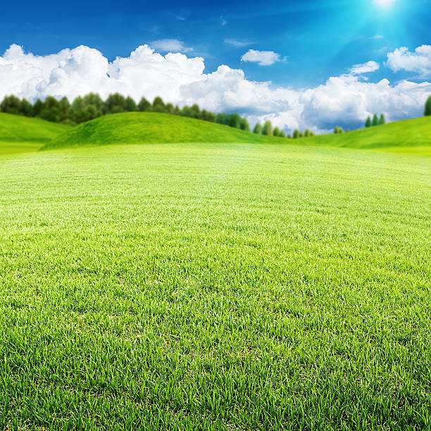 istock Summer meadow. Abstract environmental landscape for your design 492501267