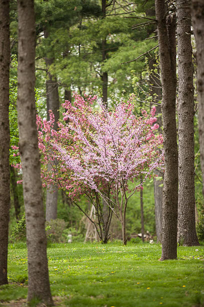 Flowering Dogwood and Redbud Trees in a Pine Forest stock photo
