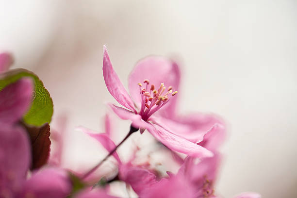 Close up of Dogwood Tree Bloom in Spring stock photo