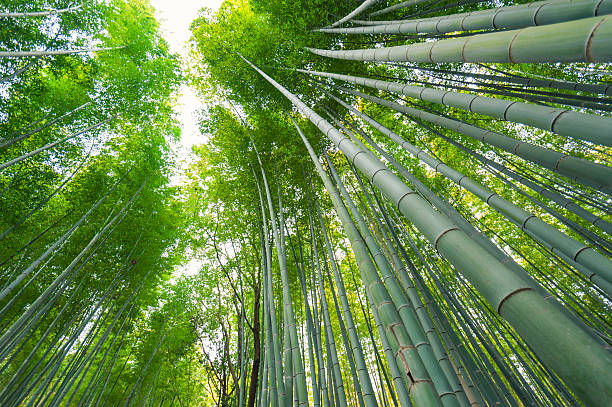 istock bamboo forest at Arashiyama, Kyoto, Japan 492501577
