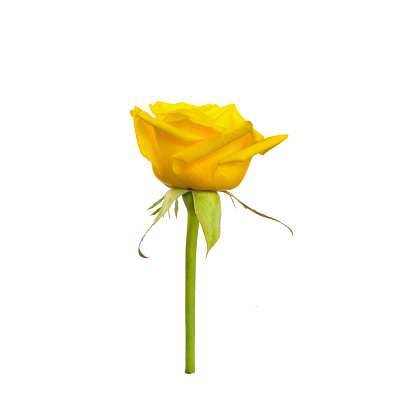 single beautiful  yellow rose isolated  white for the bouquet