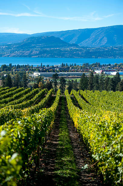 istock Rows of grape vines after fall harvest. 492509000