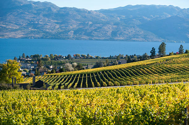istock Rows of grape vines changing color after Autumn harvest. 492509224