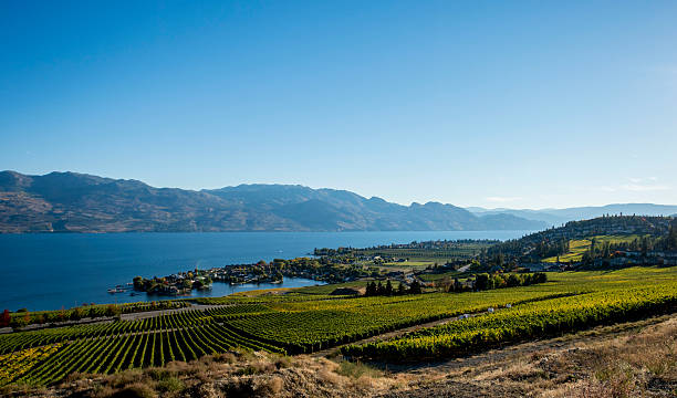 istock Urban vineyard landscape in Fall 492509350
