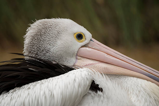 istock Resting Pelican Close Up With Close Crop (Disambiguation) 492509904