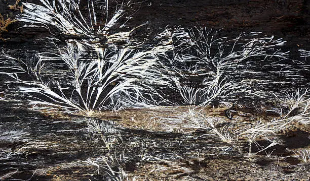 Patterns formed by mycelium fungus on the inside of tree bark peeled away from a firewood round.