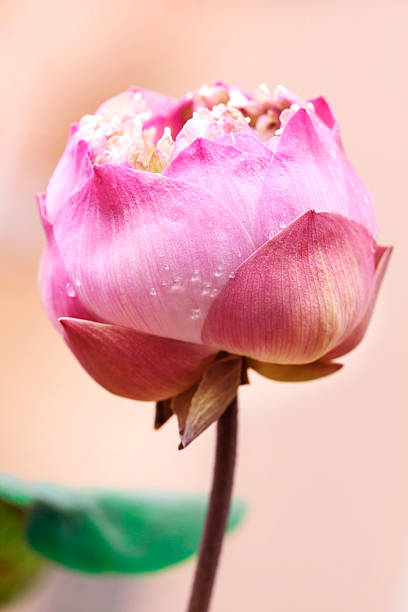 istock close up of pink lotus 492510328