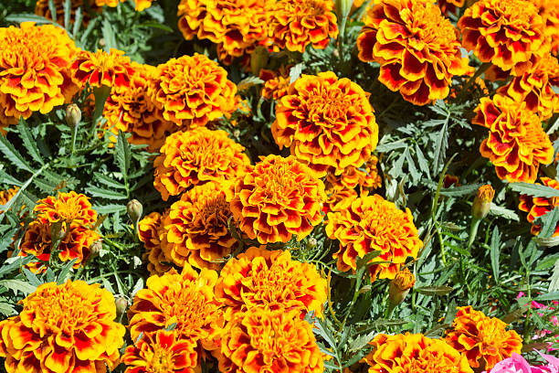 istock Orange Marigold - Cempasuchil Flower 492511082