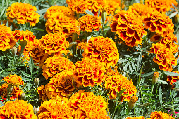 istock Orange Marigold - Cempasuchil Flower 492511178