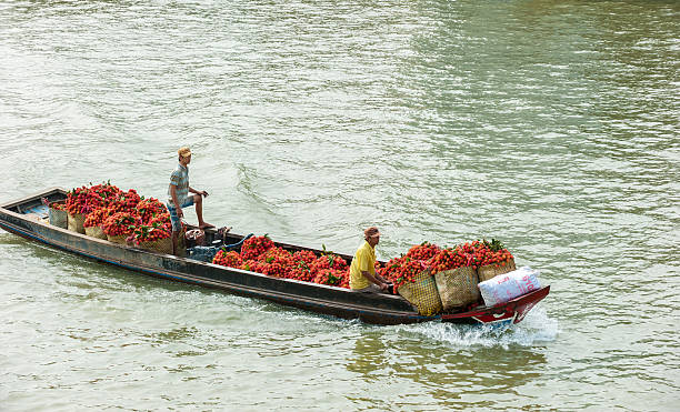 Rowbaot full loaded with rambutans going to market Tien Giang, Vietnam - February 2, 2013 :Rowboat loading with rambutan baskets for sale at Cai Be Floating Market on Feb 02, 2013. mode of transport rowing rural scene retail stock pictures, royalty-free photos & images