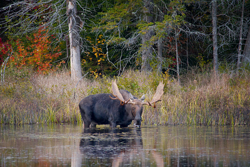 A male moose (bull) eating leaves of water lilies in a marsh in Algonquin Provincial Park.