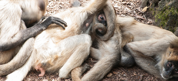 Relaxing monkeys