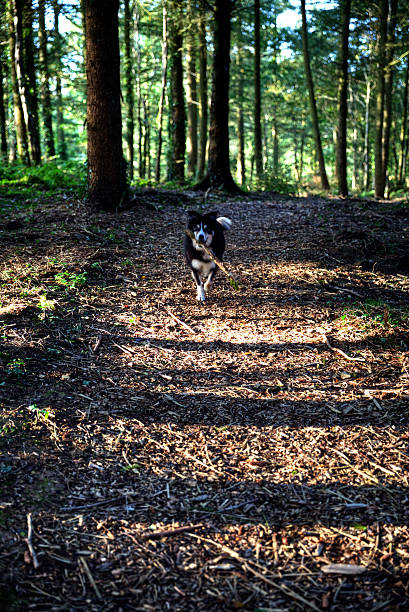 istock Border collie dog on woodland path 492515984