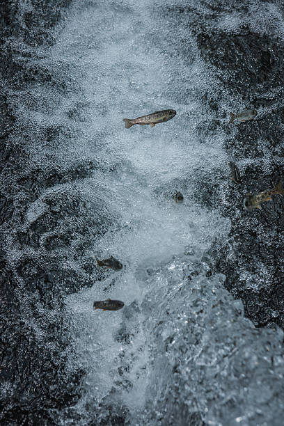 istock Trout in the stream of water 492517104