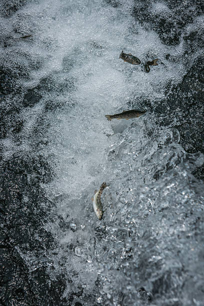 istock Trout in the stream of water 492517178