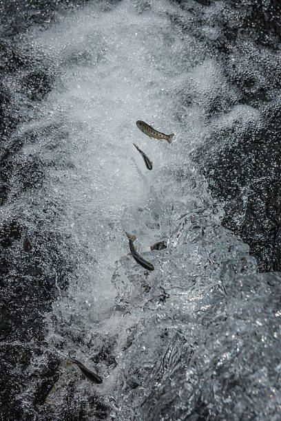 istock Trout in the stream of water 492517238