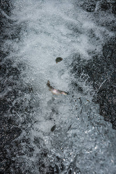 istock Trout in the stream of water 492517382