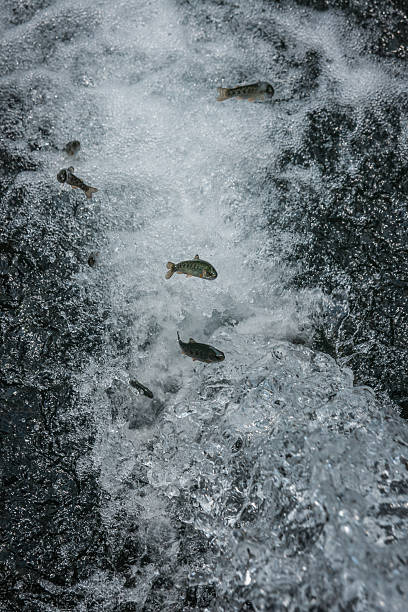 istock Trout in the stream of water 492517452