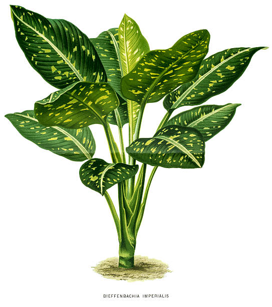 ilustrações, clipart, desenhos animados e ícones de dieffenbachia planta, ilustração do século 19 - white background studio shot macro close up