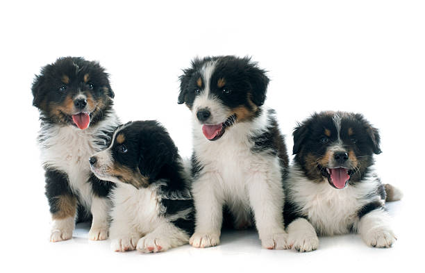 istock puppies australian shepherd 492517856