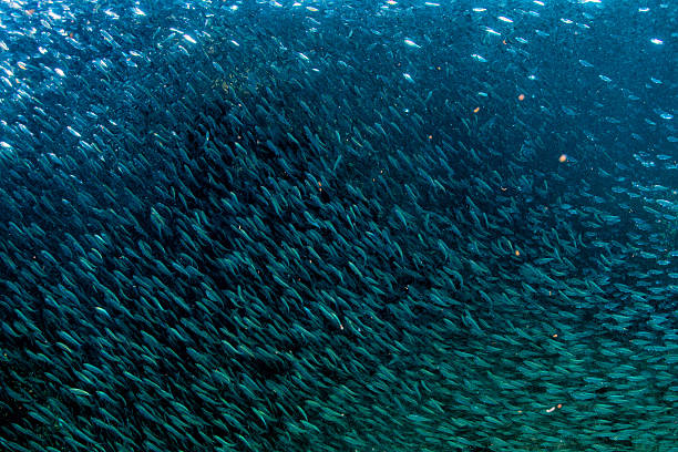 istock Entering Inside a school of fish underwater 492518078