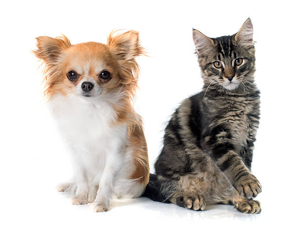 istock maine coon kitten and chihuahua 492518084