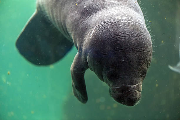 istock newborn baby manatee close up portrait 492518160