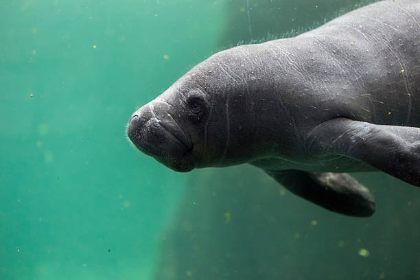 istock newborn baby manatee close up portrait 492518176