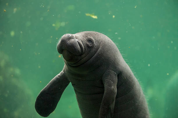 newborn baby manatee primer plano de retratos - manatee fotografías e imágenes de stock