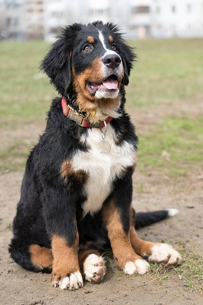 istock Bernese mountain dog puppy in town 492518880